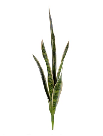 Сансевьера куст жёлто-зелёный 20.1007NG