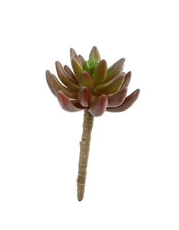 Суккулент Синокрассула бордово-зеленая 20.091819RG