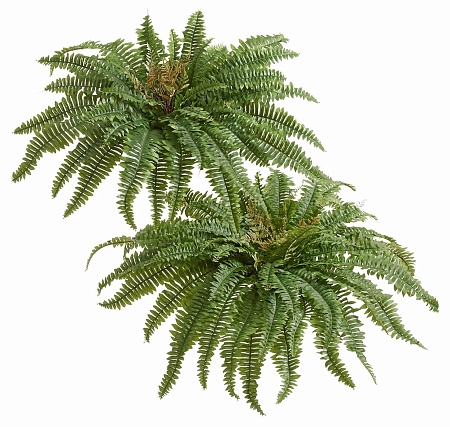 Папоротник Бостон (39 листов) 20.1371N