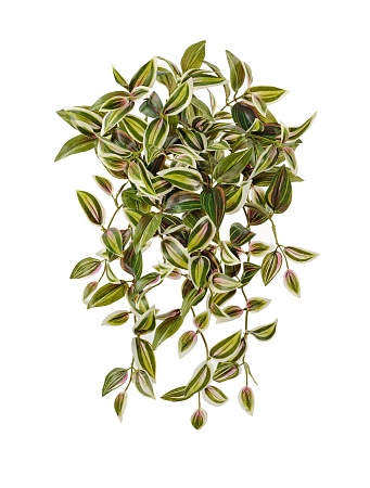 Традесканция зелено-бело-розовая ампельная 20.1149...