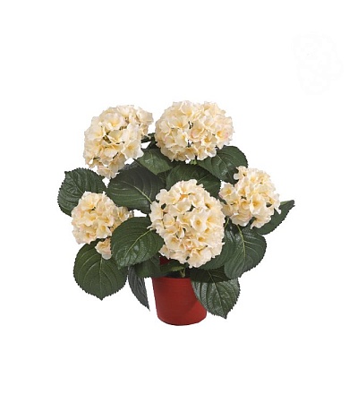 Гортензия куст крем-ваниль в горшке 20.6250CR