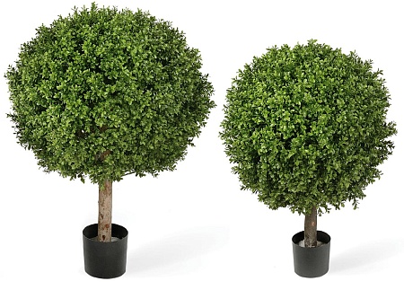 Самшит Шар уличный на коротком стволе 10.44560N