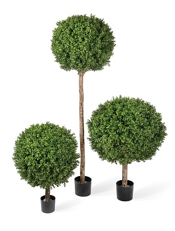 Самшиты Шары уличные на выском стволе 10.44306N