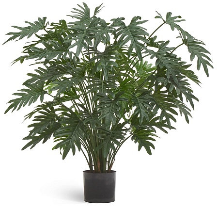 Филодендрон Ксанаду куст (62 листа) 10.51103N