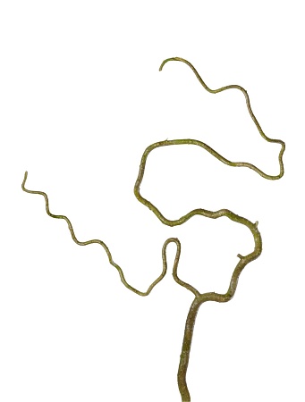 Ветка Салекса изогнутая св.зеленая 30.0610021GR