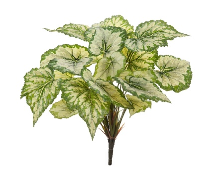 Бегония куст крупнолистная св.зеленая большая 20.1...