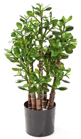 Красула (денежное дерево)  10.40502N