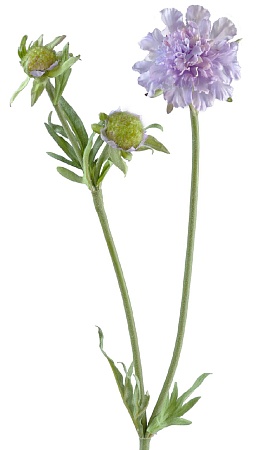 Скабиоза розово-сирен 1цв 2бут 30.03080070VL