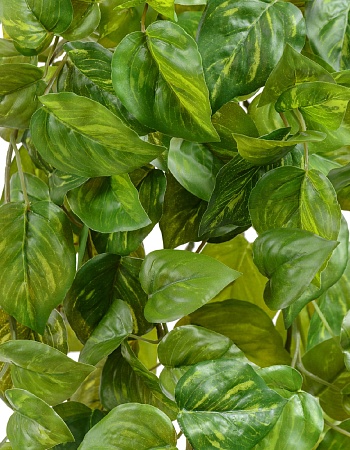 Потос Ауреум ампельный большой (Sensitive Botanic)...