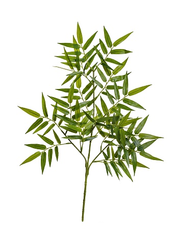 Ветка Бамбука ориенталь  20.1486N
