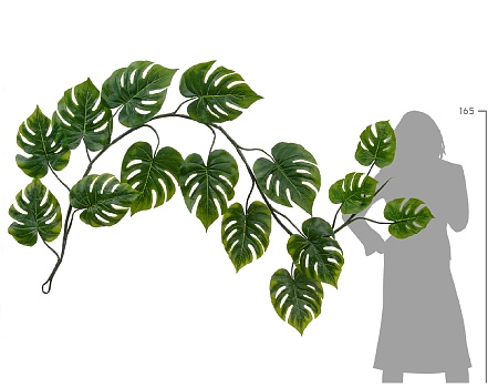 Монстера лиана дл-240 см 15 листов (Sensitive Bota...