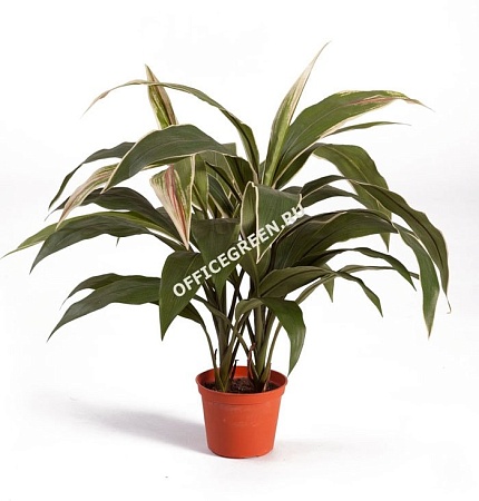 Кордилина куст в горшке 20.6302N