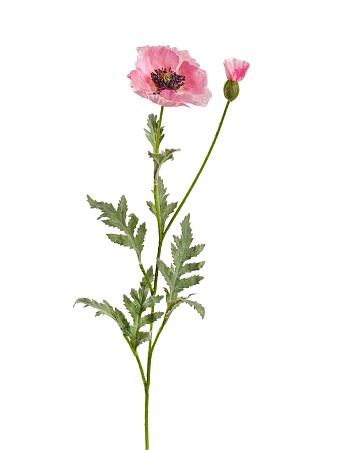 Мак восточный розовый 30.03110115PK