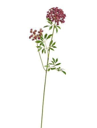 Анна Королевская ветвь большая светло-бордовая 30...