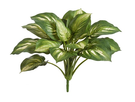 Хоста бело-зеленая большая 20.1150GW