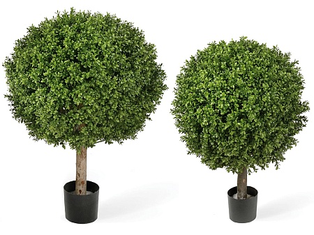 Самшит Шар уличный на коротком стволе 10.44540N