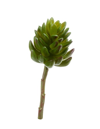 Суккулент Синокрассула большая зеленая 20.091818N