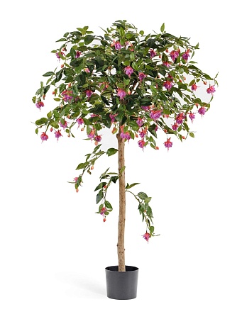 Фуксия зонтичная 10.42005FU