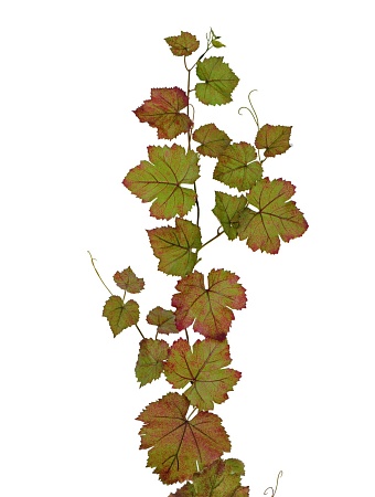 Виноградная гирлянда зеленая с прожилками бордо 20...