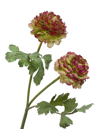 Ранункулус махровый св.зеленый с бордо 30.0313039G...