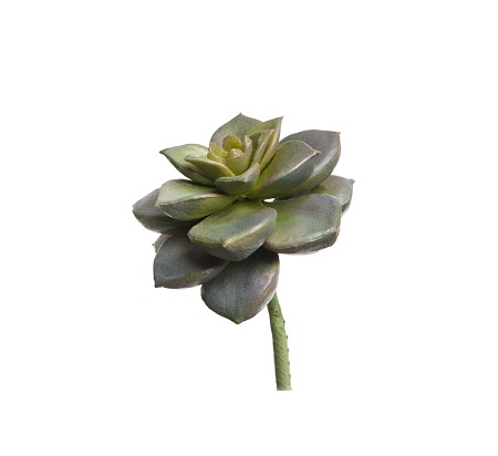 Суккулент Эхеверия Элеганс зелено-серебристо-сирен...