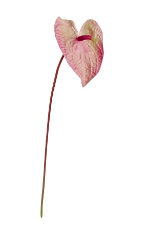 Антуриум Макс нежно-розовый с кремово-зеленым 30.1...