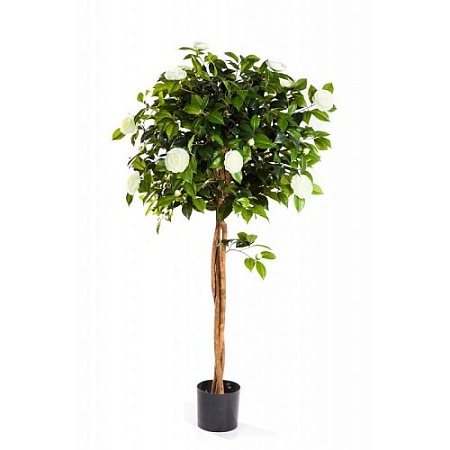 Камелия на штамбе с кремовыми цветами 10.39305NW