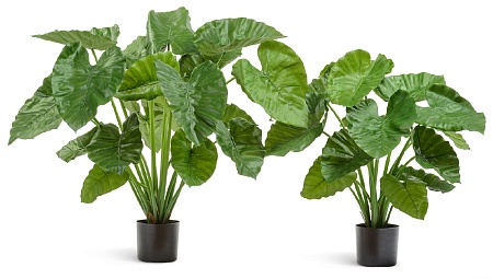 Алоказия Калидора куст большой в-95 см 2/2 20.5550...