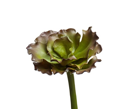 Суккулент Эхеверия Шавиана Трифлс зелено-бордовая ...