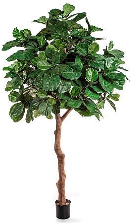 Гигантский фикус Лирата 360 см (сборный) 1/1 10.56...