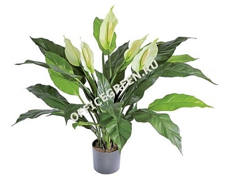 Спацифилум в горшке 20.1019N