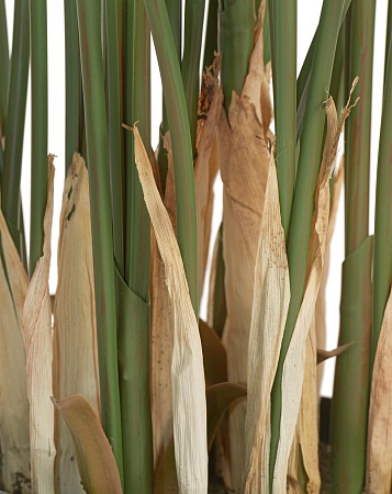 Пальма Арека Форест 170 см (28 веток) 1/1 10.01138...