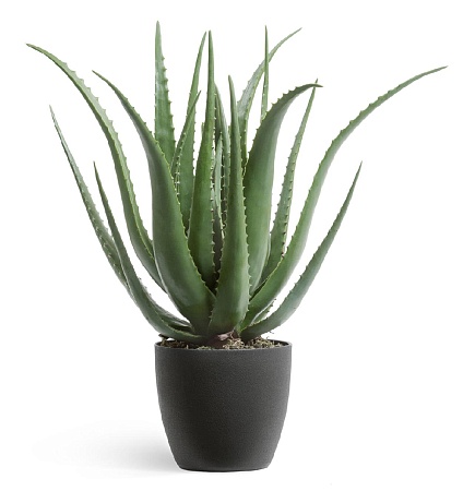 Алоэ куст в горшке 20.071612