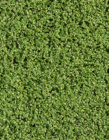 Мох рясковый св.зеленый (теплый оттенок) 30.613600...