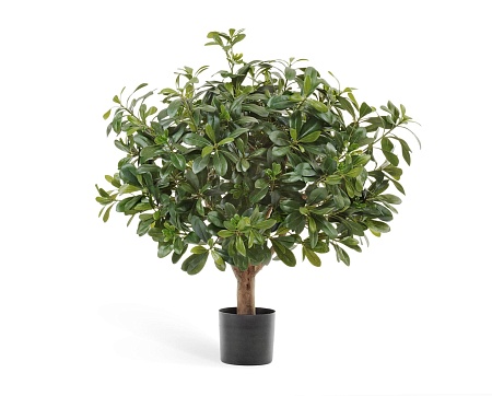 Питтоспорум шар 10.40202N