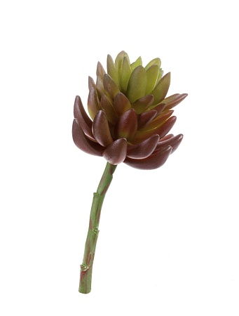 Суккулент Синокрассула большая бордово-зеленая 20...