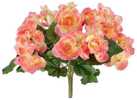 Бегония куст нежно-коралловый со св.жёлтым в-15 см...