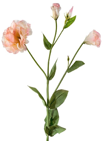 Эустома махровая розово-желтая 2цв 2бут 30.0307003...