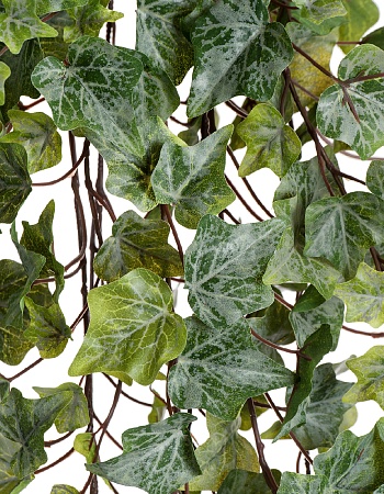 Английский плющ Олд Тэмпл припыленно-зеленый 20.05...