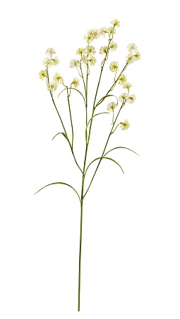 Астранция Вайлд бело-зелено-лимонная 30.0617214LGY