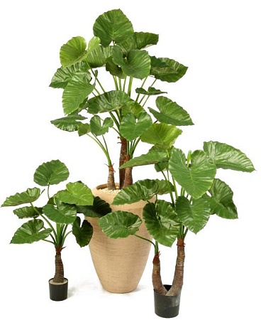 Алоказия Калидора 10.55604N