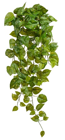 Потос Ауреум ампельный большой (Sensitive Botanic)...
