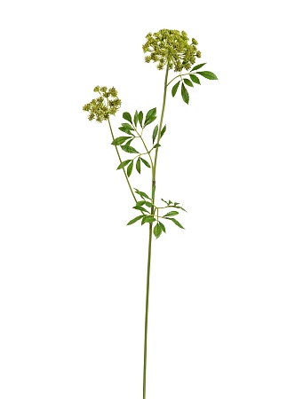 Анна Королевская ветвь большая светло-зеленая 30.0...