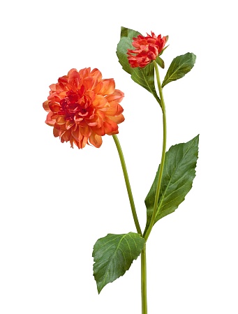 Георгин оранжевый 1цв 1бут 30.03070033/1