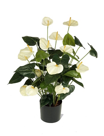 Антуриум Де Люкс большой куст кремовый в кашпо 20...