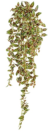 Традесканция бело-зеленая с розовым большая в-90 с...