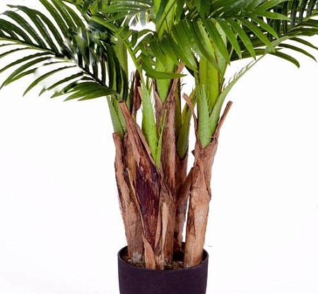 Пальма Арека Бетель 5 стволов 10.071408