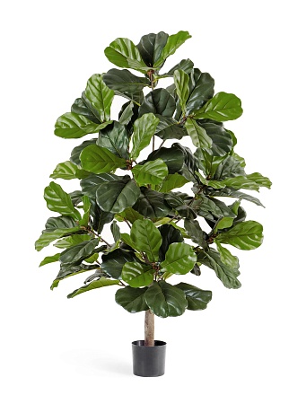 Фикус Лирата 10.33704N