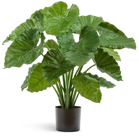 Алоказия Калидора куст в-75 см 2/2 20.55502N