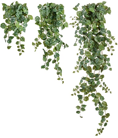 Сциндапсус Пиктус серебристо-зелёный Гигант в-170 ...